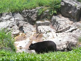 QZ spectacled bear jeh.jpg