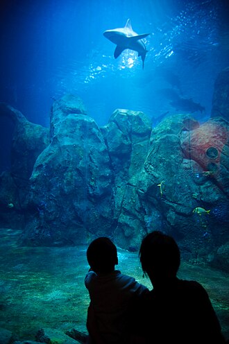 Shark @ Adventure Aquarium, Camden, New Jersey.jpg
