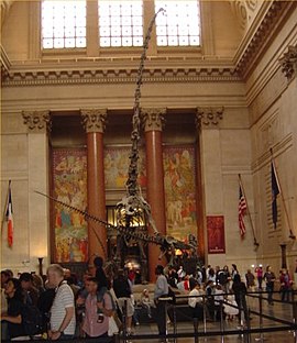 Barosaurus AMNH.jpg